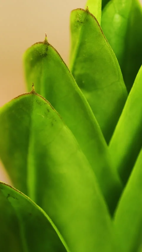 Green tropical leaf, Natural pattern Stock Footage 333120971