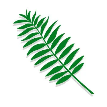 Green tropical leaf of palm tree. Simple vector illustration isolated on white. Stock Illustration