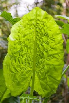 Green tropical leaf Stock Photos