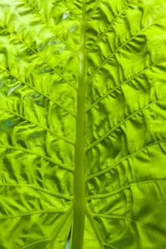 Green tropical leaf Stock Photos