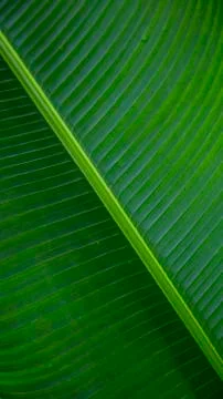 Green tropical leaf Stock Photos