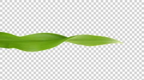 Green tropical leaf Stock Photos