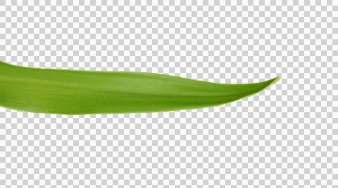 Green tropical leaf Stock Photos