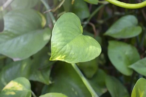 Green tropical leaf Stock Photos