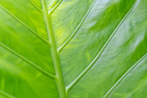 Green Tropical Leaf Texture Background Фото