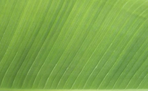Green Tropical Leaf Texture Background With Natural Lines Stock Photos