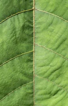 Green Tropical Leaf Texture Background Close Up Stock Photos