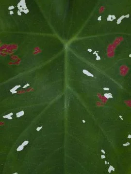 Green Tropical Leaf Texture Background Close Up Stock Photos