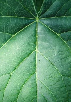 Green tropical leaf texture close up, abstract green nature background. Stock Photos