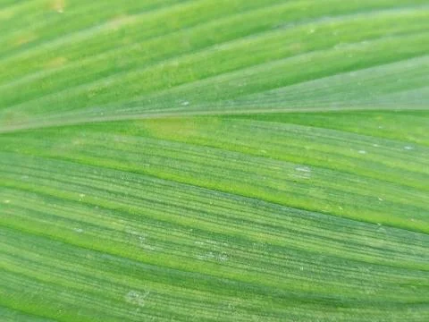 Green Tropical Leaf Texture Stock Photos