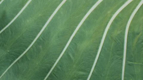 Green Tropical Leaf Texture With White Vein Lines Stock Photos