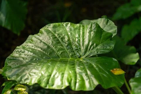 Green tropical leaf with textured surface growing outdoors 写真素材