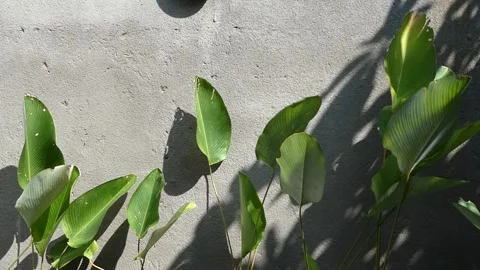 Green tropical leaves casting sharp shadows on a rough concrete wall surfac.. Stock Footage 345198036