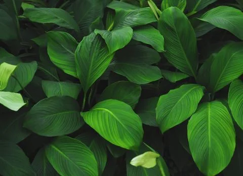 Green tropical leaves pattern background, Natural background and wallpaper. Stock Photos