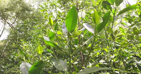Green tropical mangrove tree forest sunny nature background Stock Footage 337290950