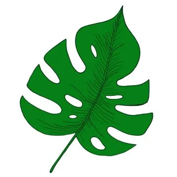 Green tropical monstera leaf. Stock Illustration