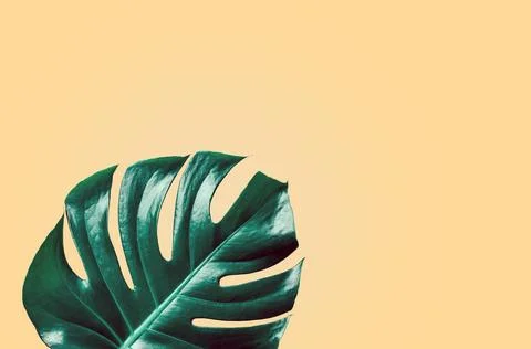 Green tropical monstera leaf on yellow apricot background Stock Photos