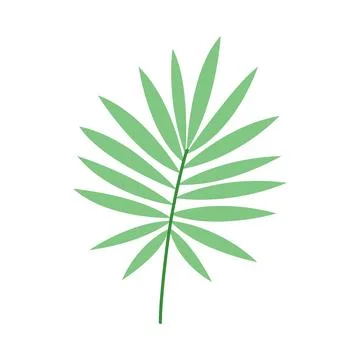 Green tropical palm leaf isolated on white background, minimalist botanical Ilustração Stock