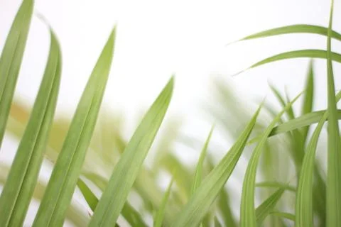 Green tropical palm leaf with shadow on white wall Stock Photos