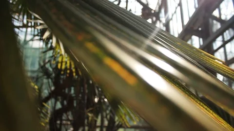 Green tropical palm leaf in sunlight with light in botanic garden isolated Stock Footage 98257331