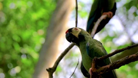 Green Tropical Parrot Perched on Tree Branch in Brazil. 库存影片 342786704