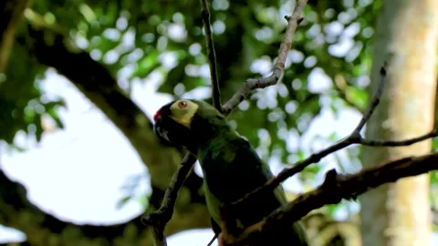 Green Tropical Parrot Perched on Tree Branch in Brazil. 库存影片 342786706