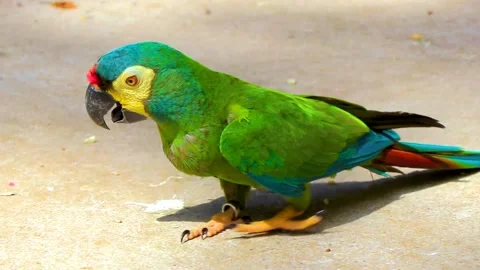 Green Tropical Parrot Resting on Ground in Bird Park Brazil. 库存影片 342786739