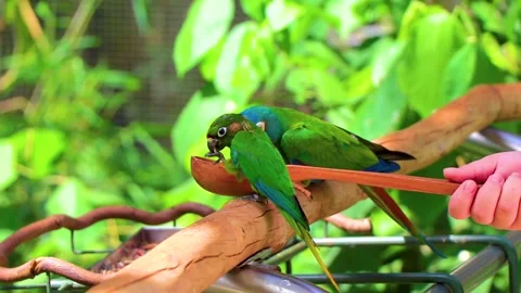 Green Tropical Parrots Feeding from Spoon in Bird Park Brazil. Stockbeeldmateriaal 342786741