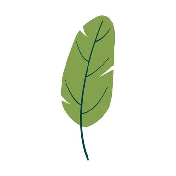 Green tropical plant leaf vector illustration design Stock Illustration