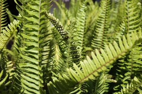 Green tropical plants. Close up Stock Photos