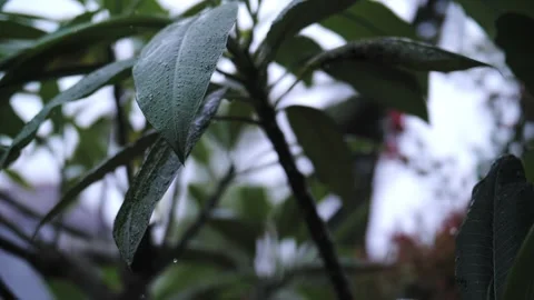 Green tropical plants in the rain Stock Footage 222811105