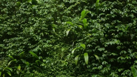 Green tropical rain forest leaf, fern, plant slowly moving, windy situtatio.. Stock Footage 258273516