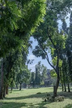 Green Tropical Tree Corridor with Open Space and Long Shadows Stock Photos