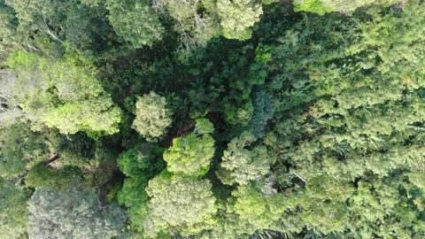 Green tropical tree forest on mountain nature background ecology Stock Footage 203504100