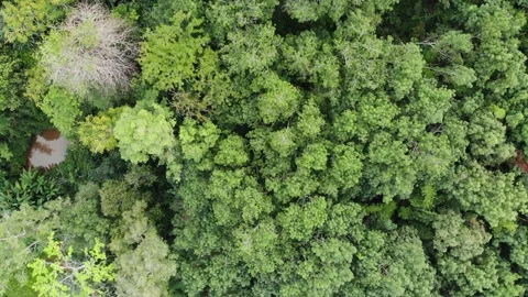 Green tropical tree forest with various tree movement aerial view Stock Footage 168917638