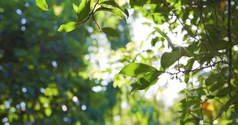 Green tropical tree leaf branch with sun light Video stock 312502485