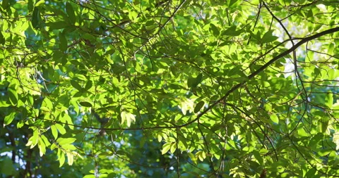 Green tropical tree leaf branch with sun light Stock Footage 312502588