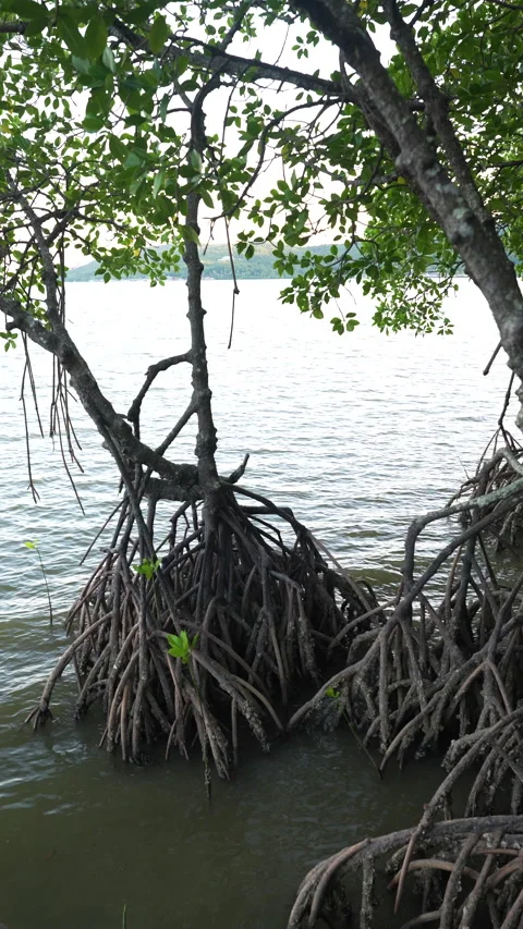 Green tropical tree on river in mangrove forest Stock Footage 278726007
