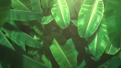 Green tropical trees in deep forest 動画素材 167440564