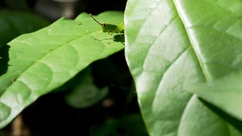 Green Tropical Weevil Resting on Leaf in Sunlight Macro Close Up 動画素材 336372535
