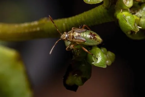 Green True Bugs nymph Foto stock