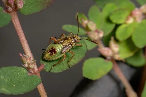 Green True Bugs nymph Stock Photos