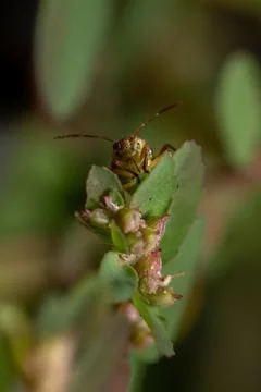 Green True Bugs nymph Stock Photos