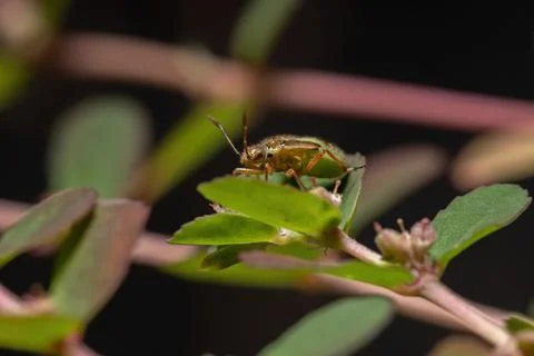 Green True Bugs nymph Stock Photos