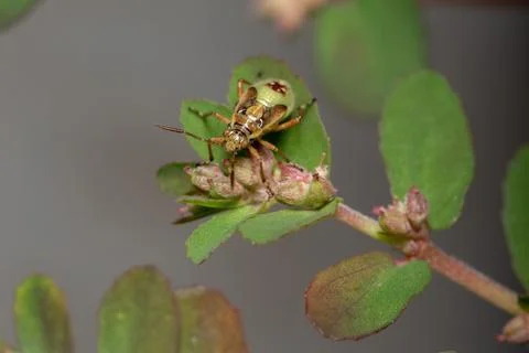 Green True Bugs nymph Stock Photos
