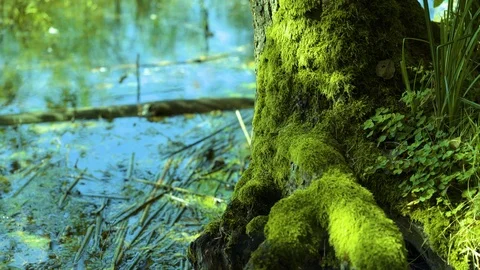 Green trunk on the coastline Stock-Footage 94358806