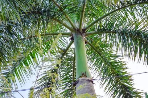 Green trunk of palm with big leaves Stock Photos