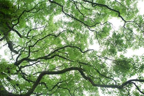 Green trunks and branches Stock Photos
