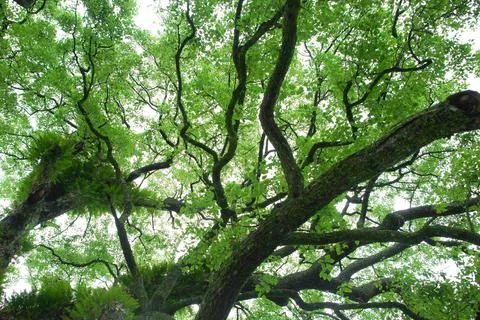 Green trunks and branches Stock Photos
