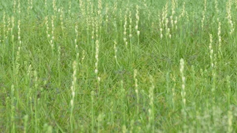 Green Tuberose Field in rows Stock Footage 312778608
